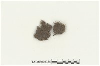 藏品(牛毛苔科)的圖片